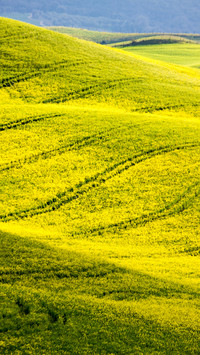 Wide fields
