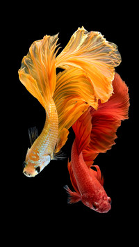 Development history of fish culture in China 57