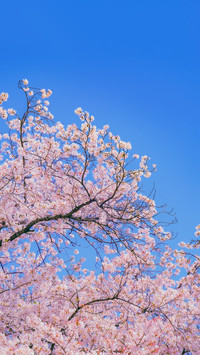 Cherry Blossom Season