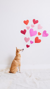 呆萌柴犬