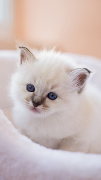 温顺友善的猫咪
