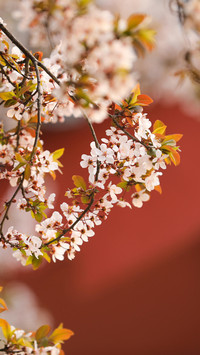 花开紫禁城