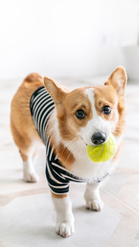 Five small breeds of small dogs 93