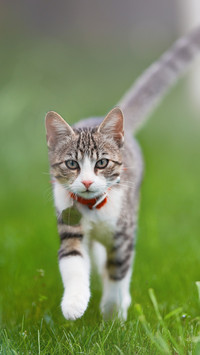How to ensure safety when cats go out 4