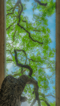 Looking up i encounter the tenderness of nature