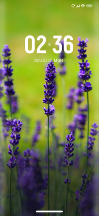 Lavender