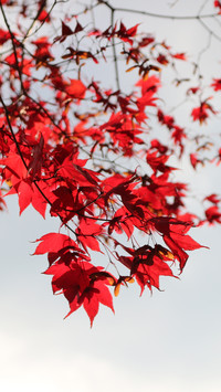 international_flower (4)