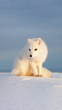 How arctic fox winters 3