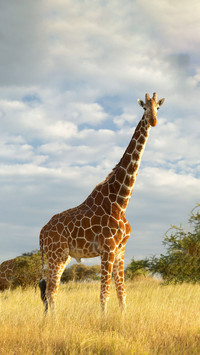 Unveiling the truth behind giraffes long neck
