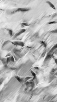 animal