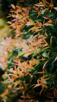 plant