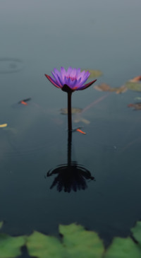 Floral B1 (6)