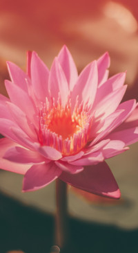 Floral B1 (18)