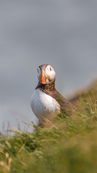The Puffin Circle of Iceland