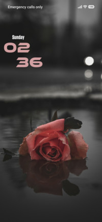 Orange Rose