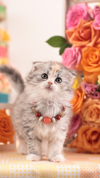 A little cat with folded ears by the rose wall