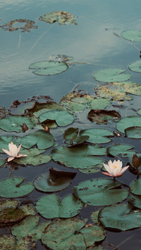 Lotus flowers on the still lake surface