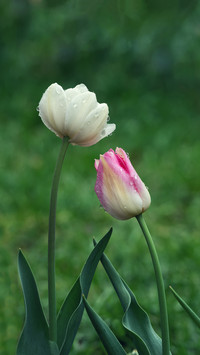 Tulips in the rain