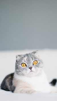 Men under pressure are suitable for keeping cats 8