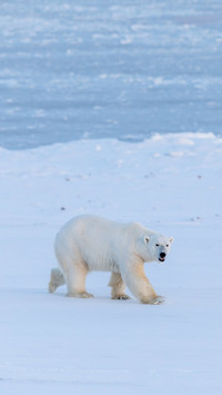 Polar bear walking on snow close to the frozen Billefjorden