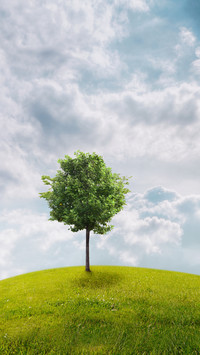 Green grass and blue sky