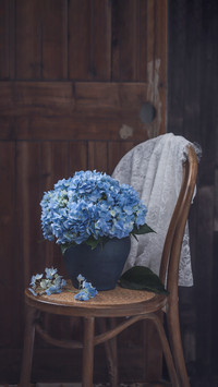 Blue Hydrangea