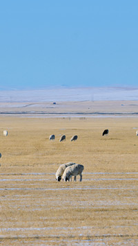 Snow Falling in Hulunbuir