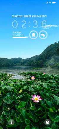 荷塘美景 护眼