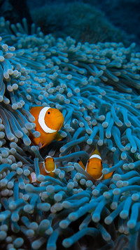 The clown of Raja Ampat, Indonesia