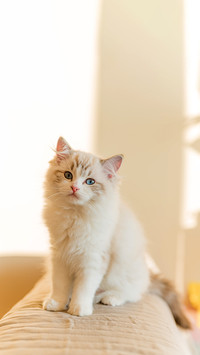 Young beautiful cat sitting on the couch