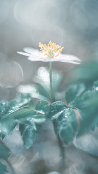 Macro flowers