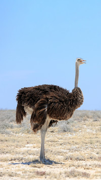Why do ostriches only have two toes