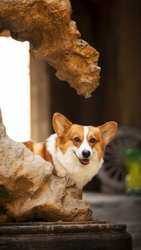 Dogs spoiled behavior 91
