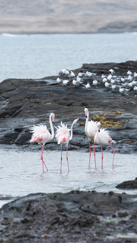 Flamingos along the coastline