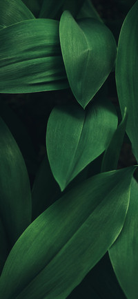 Shadows of Green Leaves-PAIXIN