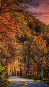 Road traveling through smoky mountains