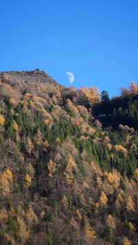 Colorful forest and the moon