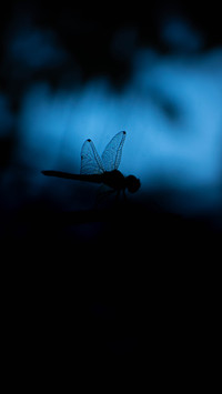 Fly by Rivu Gayen