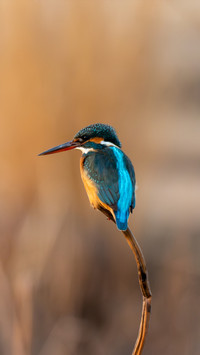 The black fishing technology of kingfishers