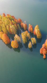 The silent shadow of the metasequoia glyptostroboides in