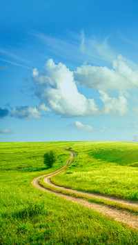 Summer Landscape with Green Grass