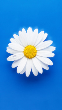 Daisy 5