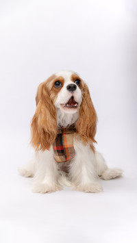 Dogs actually hold grudges very much