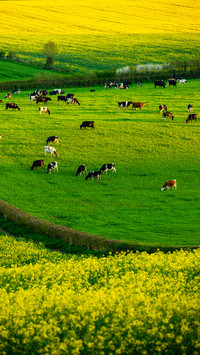 Green grass and cattle herds