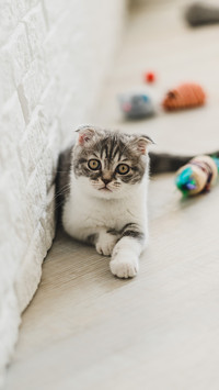 猫咪最爱闻的气味