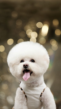 Does your dog brush his teeth