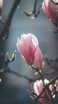 Cherry blossoms in splendor