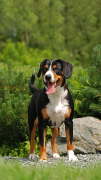 Dog188