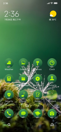 nature dandelion