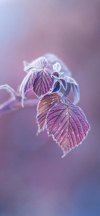 节气：寒露